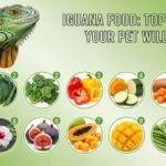 Iguana Food