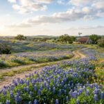 Blue Bonnet