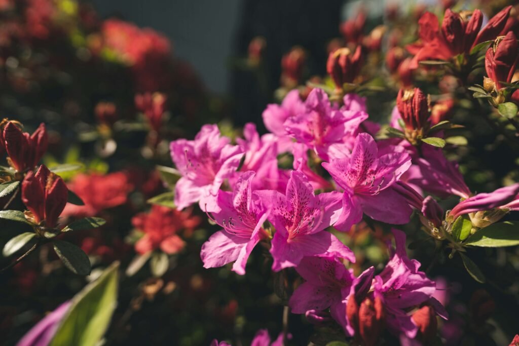 Azalea Health Logi