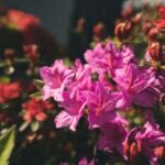 Azalea Health Logi