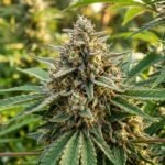 Cannabis Flower