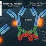Rabbit IgG Antibodies