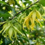 ylang ylang